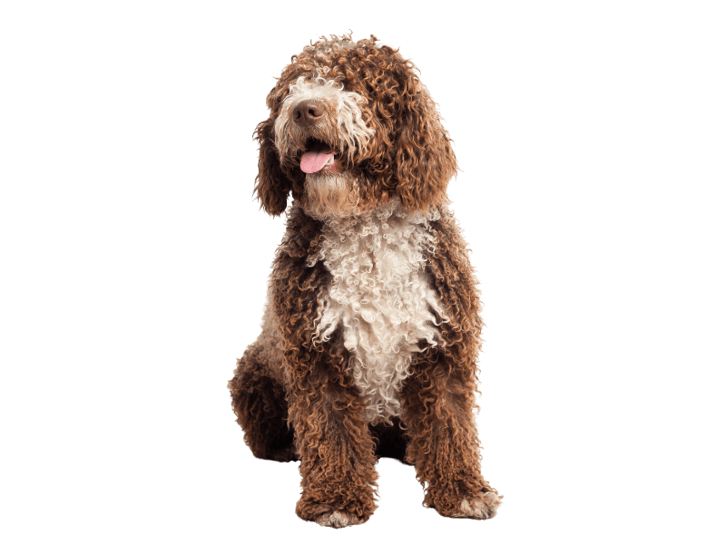 Curly haired dog sitting