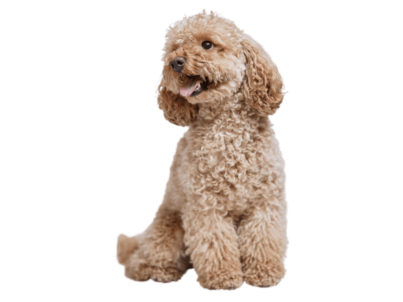 beige curly haired dog